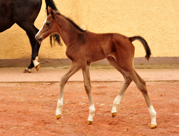 Hengstfohlen von High Motion u.d. Pr.u.StPrSt. Vittoria v. Exclusiv - Trakehner Gestt Hmelschenburg - Foto: Beate Langels - Trakehner Gestt Hmelschenburg