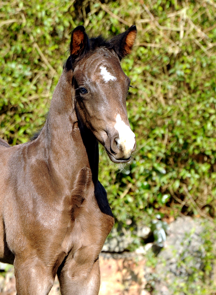 Hengstfohlen von Schplitzer u.d. Pr.u.StPrSt. Gardema v. Shavalou - Foto Beate Langels - Trakehner Gestt Hmelschenburg