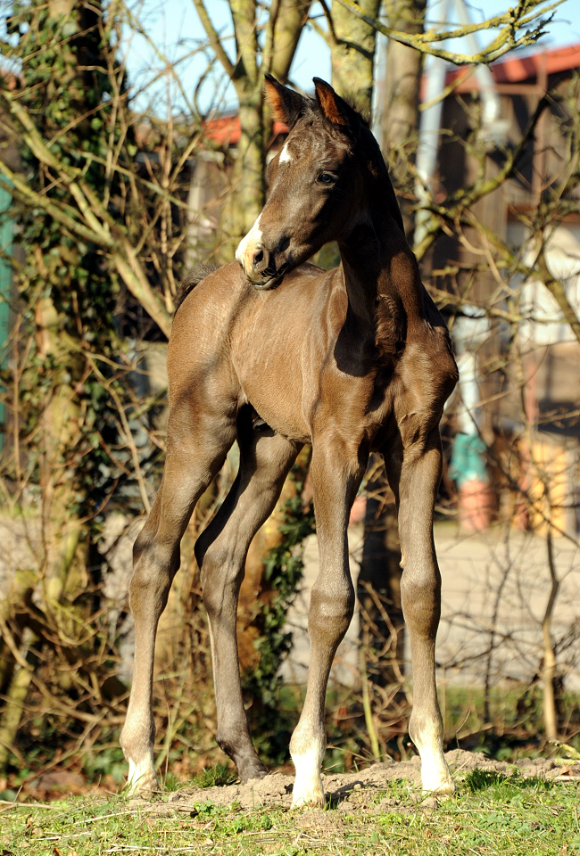 Hengstfohlen von Schplitzer u.d. Pr.u.StPrSt. Gardema v. Shavalou - Foto Beate Langels - Trakehner Gestt Hmelschenburg