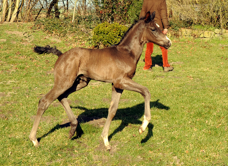 Hengstfohlen von Schplitzer u.d. Pr.u.StPrSt. Gardema v. Shavalou - Foto Beate Langels - Trakehner Gestt Hmelschenburg