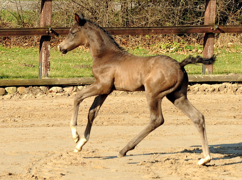 Hengstfohlen von Schplitzer u.d. Pr.u.StPrSt. Gardema v. Shavalou - Foto Beate Langels - Trakehner Gestt Hmelschenburg