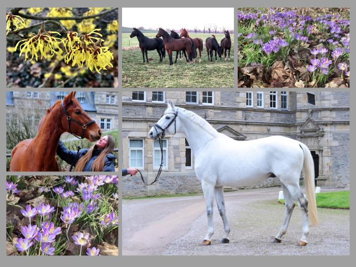 Impressionen - Februar 2025 - Trakehner Gestt Hmelschenburg  - Foto: Beate Langels