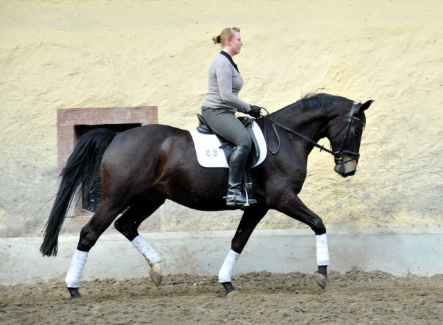 Savinelli - Trakehner Wallach von Summertime u.d. Schwalbenflair v. Exclusiv, Gestt Hmelschenburg