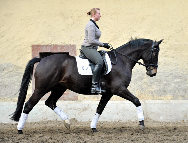 Savinelli - Trakehner Wallach von Summertime u.d. Schwalbenflair v. Exclusiv, Gestt Hmelschenburg