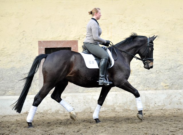 Savinelli - Trakehner Wallach von Summertime u.d. Schwalbenflair v. Exclusiv, Gestt Hmelschenburg