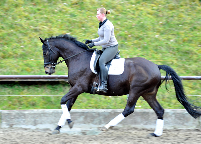 Savinelli - Trakehner Wallach von Summertime u.d. Schwalbenflair v. Exclusiv, Gestt Hmelschenburg