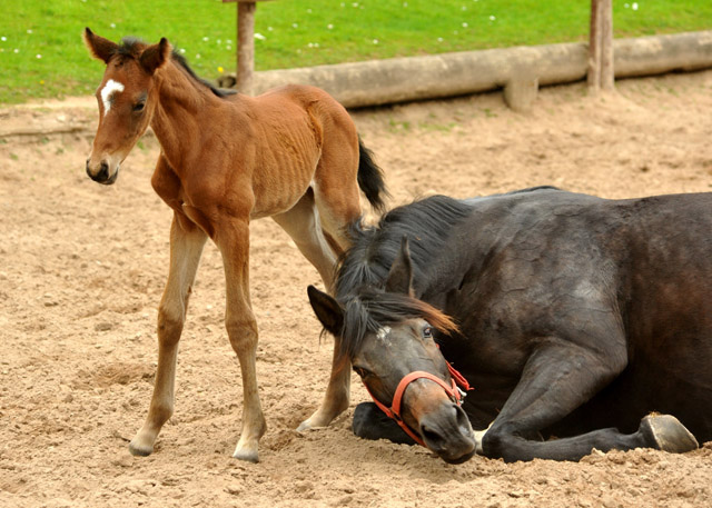 Trakehner Hengstfohlen von Summertime u.d. Elitestute Schwalbenspiel v. Exclusiv, Foto: Beate Langels, Trakehner Gestt Hmelschenburg