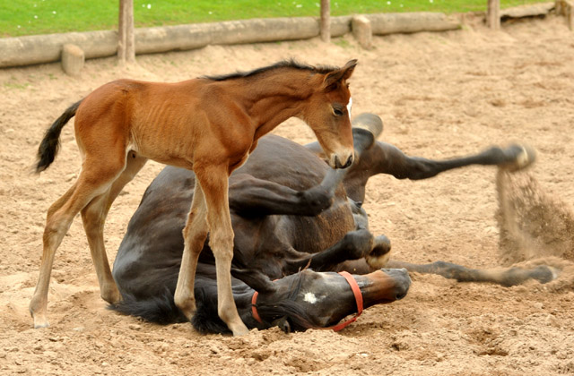 Trakehner Hengstfohlen von Summertime u.d. Elitestute Schwalbenspiel v. Exclusiv, Foto: Beate Langels, Trakehner Gestt Hmelschenburg