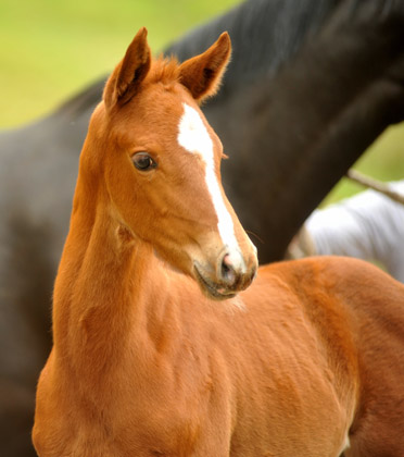 Stutfohlen von Symont u.d. Pr.u.StPrSt. Vittoria v. Exclusiv - Trakehner Gestt Hmelschenburg - Foto: Beate Langels - Trakehner Gestt Hmelschenburg