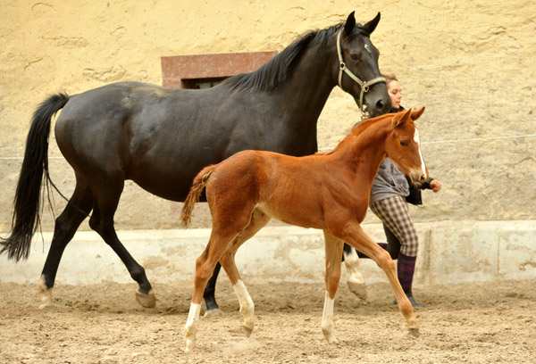 Stutfohlen von Symont u.d. Pr.u.StPrSt. Vittoria v. Exclusiv - Trakehner Gestt Hmelschenburg - Foto: Beate Langels - Trakehner Gestt Hmelschenburg