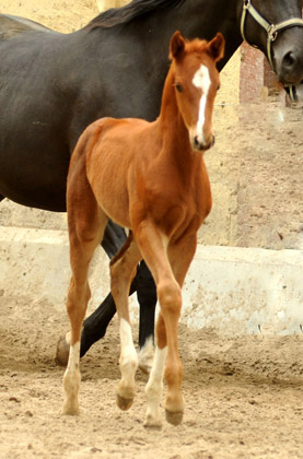 Stutfohlen von Symont u.d. Pr.u.StPrSt. Vittoria v. Exclusiv - Trakehner Gestt Hmelschenburg - Foto: Beate Langels - Trakehner Gestt Hmelschenburg