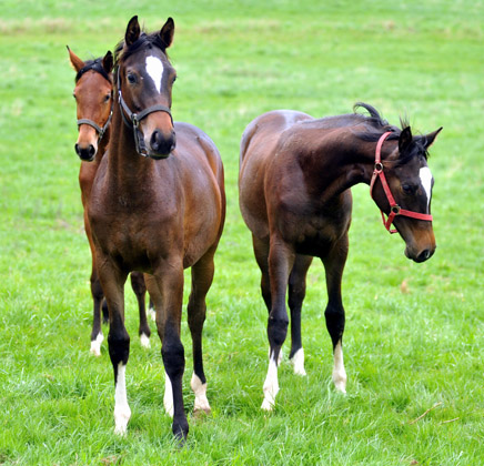 Schwalbendiva von Totilas - als Jhrling - 27. April 2012 - Foto: Beate Langels - Trakehner Gestt Hmelschenburg