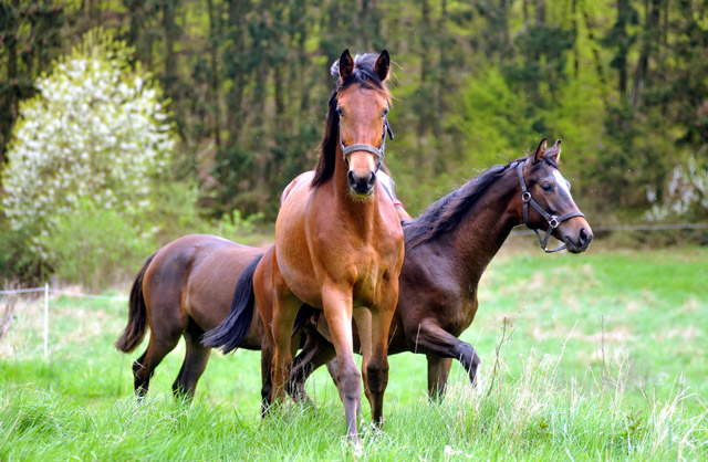 Als Jhrling - 27. April 2012 - Foto: Beate Langels - Trakehner Gestt Hmelschenburg