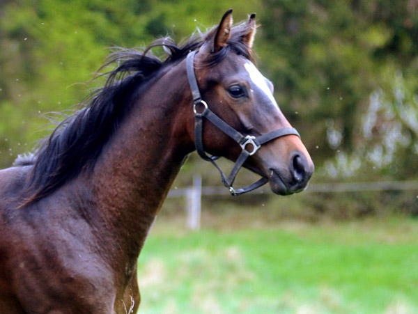 Schwalbendiva von Totilas - als Jhrling - 27. April 2012 - Foto: Beate Langels - Trakehner Gestt Hmelschenburg