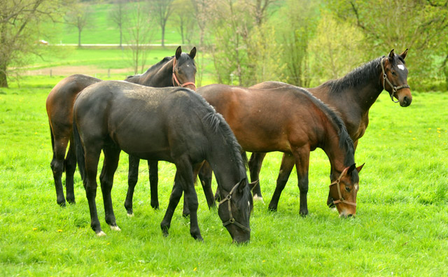 Unsere 2jhrigen Trakehner Hengste - 24. April 2012 - Foto: Beate Langels - Trakehner Gestt Hmelschenburg
