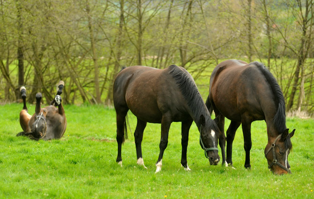 Schwalbenflair, Schwalbenfeder und im Hintergrund Kaiserspiel - 27. April 2012 - Foto: Beate Langels - Trakehner Gestt Hmelschenburg