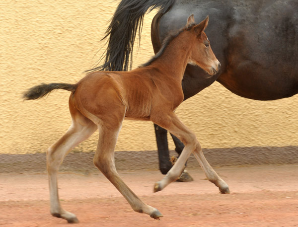 Trakehner Hengstfohlen von Summertime u.d. Elitestute Schwalbenspiel v. Exclusiv, Foto: Beate Langels, Trakehner Gestt Hmelschenburg