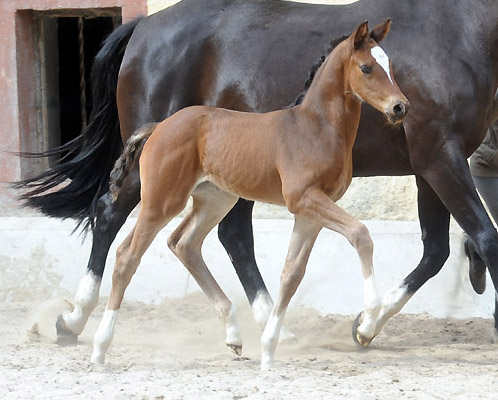 Trakehner Stutfohlen von Saint Cyr u.d. Greta Garbo v. Alter Fritz, Foto: Beate Langels, Trakehner Gestt Hmelschenburg