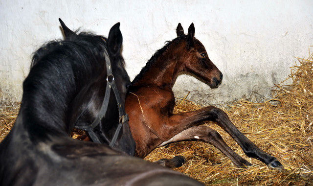 Stutfohlen von Oliver Twist u.d. Pr.u.StPrSt. Vittoria v. Exclusiv - Trakehner Gestt Hmelschenburg - Foto: Beate Langels