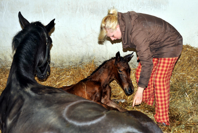 Stutfohlen von Oliver Twist u.d. Pr.u.StPrSt. Vittoria v. Exclusiv - Trakehner Gestt Hmelschenburg - Foto: Beate Langels