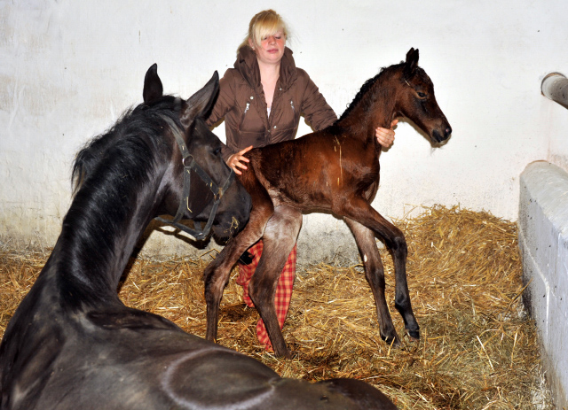 Stutfohlen von Oliver Twist u.d. Pr.u.StPrSt. Vittoria v. Exclusiv - Trakehner Gestt Hmelschenburg - Foto: Beate Langels