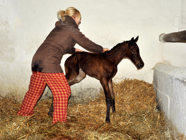 Stutfohlen von Oliver Twist u.d. Pr.u.StPrSt. Vittoria v. Exclusiv - Trakehner Gestt Hmelschenburg - Foto: Beate Langels