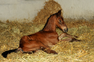 Stutfohlen von Oliver Twist u.d. Pr.u.StPrSt. Vittoria v. Exclusiv - Trakehner Gestt Hmelschenburg - Foto: Beate Langels