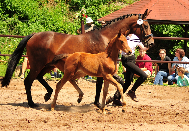 Trakehner Stutfohlen Schwalbe's Beauty von High Motion x Imperio - Beate Langels Gestt Hmelschenburg