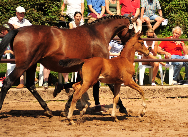 Trakehner Stutfohlen Schwalbe's Beauty von High Motion x Imperio - Beate Langels Gestt Hmelschenburg