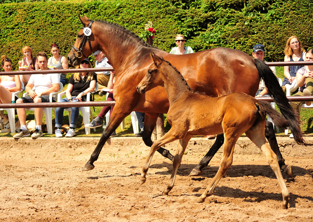 Stutfohlen von His Moment u.d. Pr.u.StPrSt. Katniss Everdeen v. Saint Cyr - Foto: Richard Langels - Trakehner Gestt Hmelschenburg