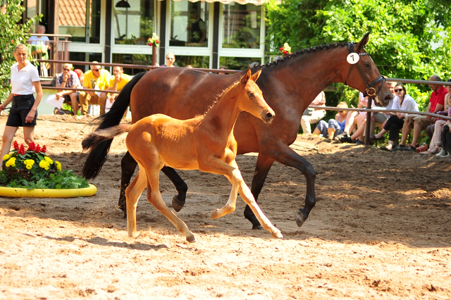 Trakehner Stutfohlen Schwalbe's Beauty von High Motion x Imperio - Beate Langels Gestt Hmelschenburg