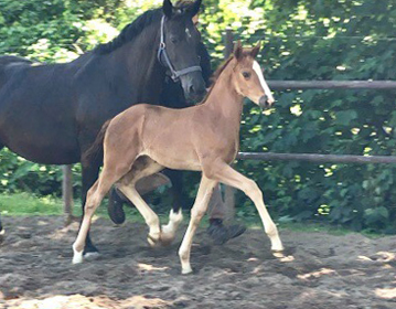 Trakehner Stutfohlen von High Motion u.d.  Pr.u.StPrSt. Vittoria v. Exclusiv- Trakehner Gestt Hmelschenburg - Foto: Beate Langels - 
Trakehner Gestt Hmelschenburg