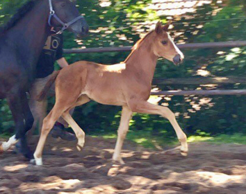 Trakehner Stutfohlen von High Motion u.d.  Pr.u.StPrSt. Vittoria v. Exclusiv- Trakehner Gestt Hmelschenburg - Foto: Beate Langels - 
Trakehner Gestt Hmelschenburg
