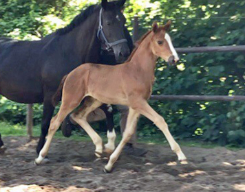 Trakehner Stutfohlen von High Motion u.d.  Pr.u.StPrSt. Vittoria v. Exclusiv- Trakehner Gestt Hmelschenburg - Foto: Beate Langels - 
Trakehner Gestt Hmelschenburg