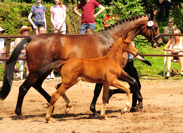 Trakehner Stutfohlen Schwalbe's Beauty von High Motion x Imperio - Beate Langels Gestt Hmelschenburg