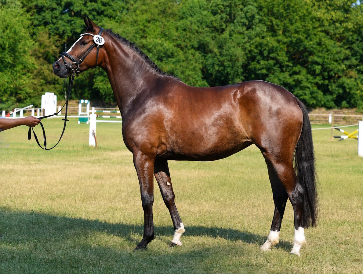 Kaiserin - Siegerstute der zentralen Stuteneintragung in Niedersachsen 2026 - Trakehner Gest�t H�melschenburg - Foto Beate Langels