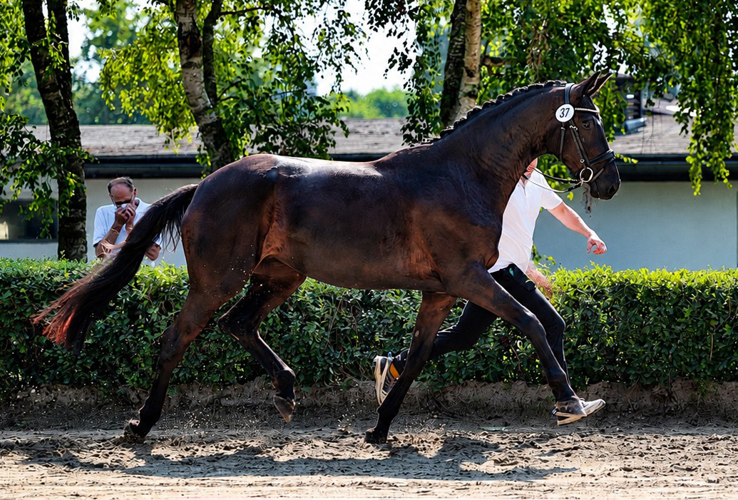 3j�hrig Schwalbendynastie bei der zentralen Stuteneintragung - Trakehner Gest�t H�melschenburg - Foto Beate Langels