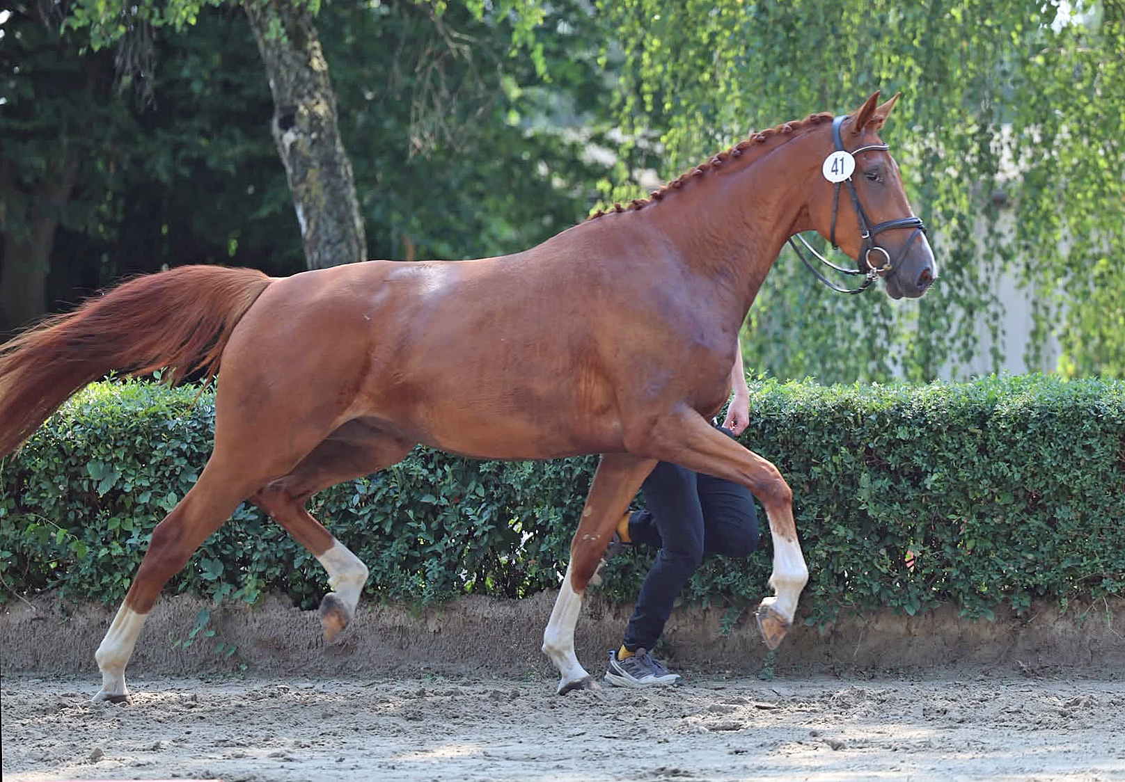 Kavalea - Pr�mienanw�rterin u. Bronze bei der ZSE in Niedersachsen 2026 - Trakehner Gest�t H�melschenburg - Foto Beate Langels