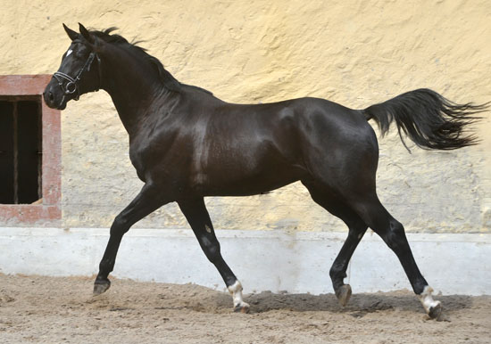 Zweijhriger Hengst von Alter Fritz x Kostolany im Juli 2011 - Foto: Beate Langels - Trakehner Gestt Hmelschenburg