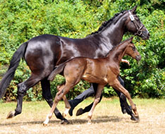 Hengstfohlen von Oliver Twist x Michelangelo