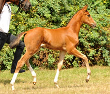 Stutfohlen von Freudenfest u.d. Val de Vienne v. Exclusiv