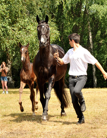 Preisspitze der Fohlenauktion - Trakehner Hengstfohlen von Oliver Twist u.d. u.d. Polarlady v. Michelangelo - Foto: Beate Langels