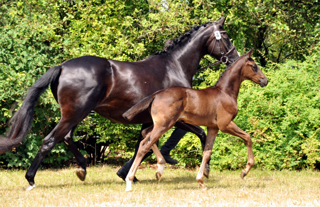 Preisspitze der Fohlenauktion - Trakehner Hengstfohlen von Oliver Twist u.d. u.d. Polarlady v. Michelangelo - Foto: Beate Langels