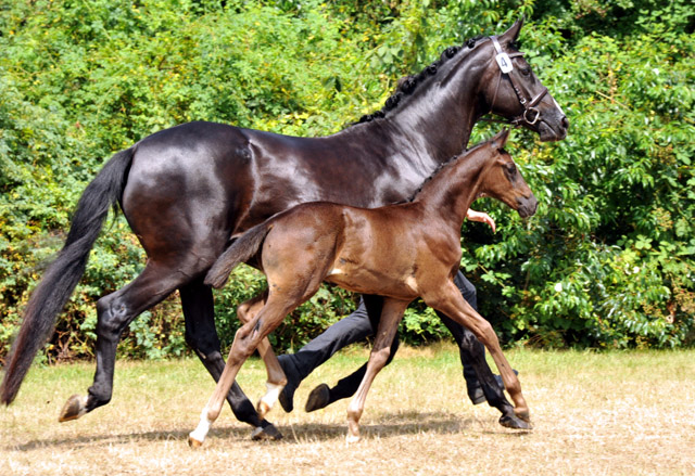 Preisspitzeder Fohlenauktion - Trakehner Hengstfohlen von Oliver Twist u.d. u.d. Polarlady v. Michelangelo - Foto: Beate Langels