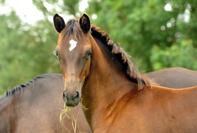 Fohlen von Saint Cyr u.d. Greta Garbo in Hmelschenburg - 27. August 2015 - Foto Beate Langels - Gestt Hmelschenburg