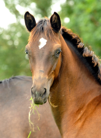 tutfohlen von Saint Cyr u.d. Greta Garbo in Hmelschenburg - 27. August 2015 - Foto Beate Langels - Gestt Hmelschenburg