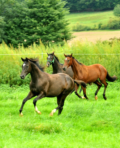 Junghengste in Hmelschenburg - 27. August 2015 - Foto Beate Langels - Gestt Hmelschenburg