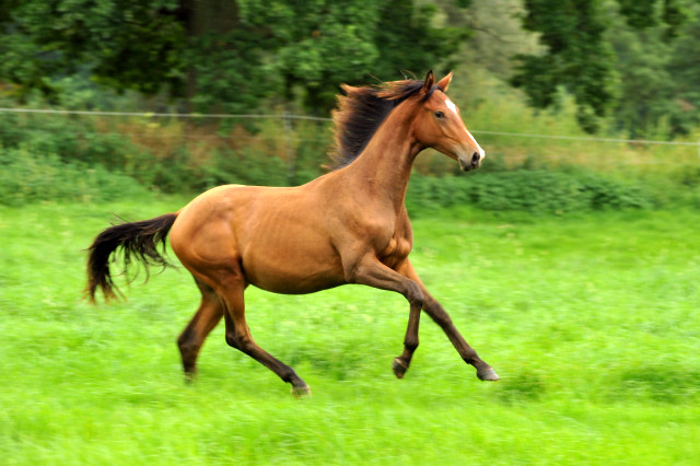 Junghengst von Saint Cyr u.d. Pr.St. Karena in Hmelschenburg - 27. August 2015 - Foto Beate Langels - Gestt Hmelschenburg