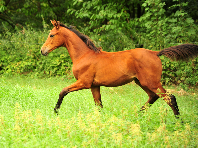 Schwalbe's Beauty v. High Motion x Imperio - Trakehner Gestt Hmelschenburg - Foto: Beate Langels