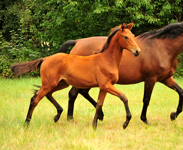 Schwalbe's Beauty v. High Motion x Imperio - Trakehner Gestt Hmelschenburg - Foto: Beate Langels